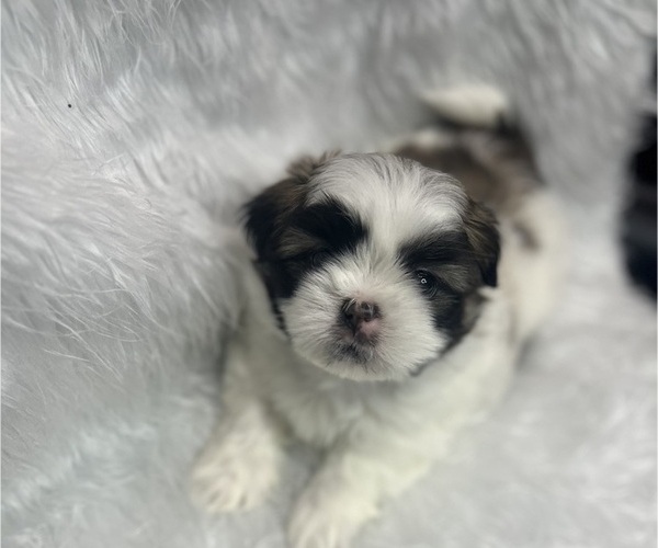 Medium Photo #10 Shih Tzu Puppy For Sale in MEMPHIS, TN, USA