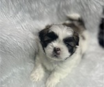 Small #9 Shih Tzu