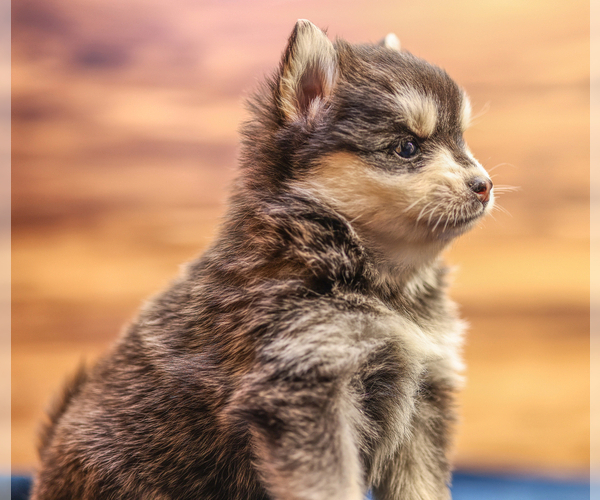 Medium Photo #5 Pomsky Puppy For Sale in TAMPICO, IL, USA