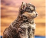 Small Photo #5 Pomsky Puppy For Sale in TAMPICO, IL, USA