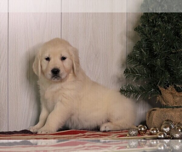 Medium Photo #1 English Cream Golden Retriever Puppy For Sale in FREDERICKSBG, OH, USA