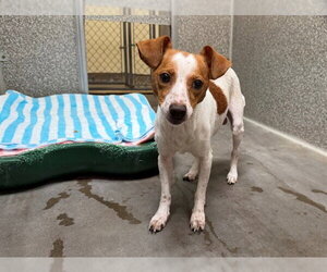 Chihuahua-Unknown Mix Dogs for adoption in Santa Rosa, CA, USA