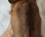 Small Photo #5 German Shepherd Dog-Rhodesian Ridgeback Mix Puppy For Sale in HOLDEN, MO, USA