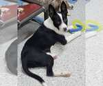 Small #9 Border Collie