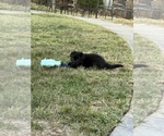 Small #5 German Shepherd Dog