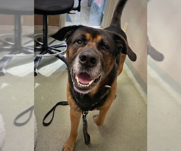 Medium Photo #1 German Shepherd Dog-Unknown Mix Puppy For Sale in Boston, MA, USA