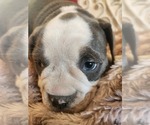 Small Photo #2 Bulldog Puppy For Sale in FAIRFIELD, IA, USA