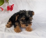 Small #6 Yorkshire Terrier