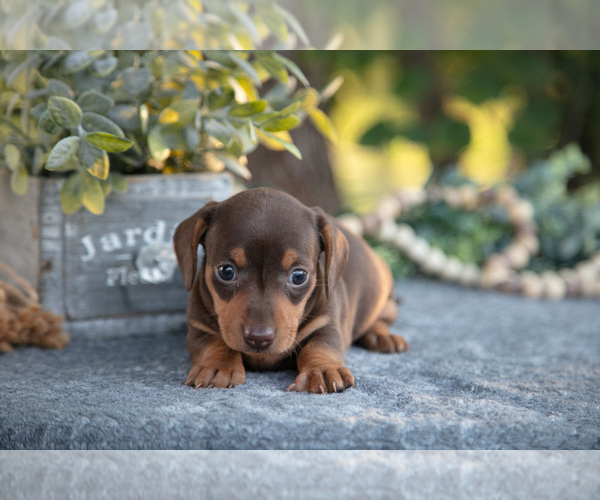Medium Photo #3 Dachshund Puppy For Sale in ROME CITY, IN, USA