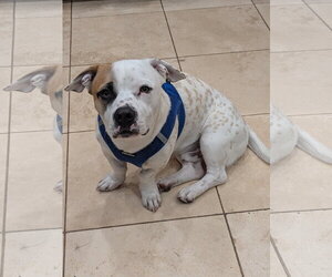 Coy #2 - Male Mutt Dog for Adoption - Photo #5