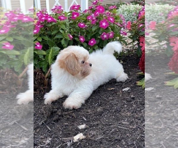Medium Photo #6 Shih Tzu Puppy For Sale in CANOGA, NY, USA