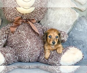 Dachshund Puppy for sale in AMITY, NC, USA