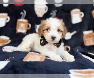 Cavapoo (Miniature) Puppy for sale in LAKELAND, FL, USA