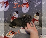 Small Photo #32 Chizer Puppy For Sale in MONTEZUMA, GA, USA