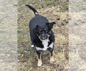 Layla Walworth Kramer - Female Australian Shepherd-Unknown Mix Dog for Adoption - Photo #3