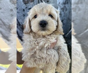 Cavapoo Puppy for Sale in MEDFORD, Oregon USA