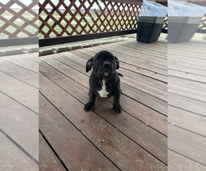 American Bully Litter for sale in COAL CITY, IN, USA