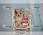Small Photo #15 Pomeranian Puppy For Sale in SANGER, TX, USA