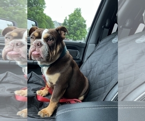 English Bulldog Puppy for Sale in PERRYSBURG, Ohio USA