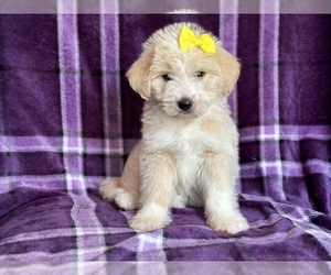 Poodle (Miniature)-Siberian Husky Mix Puppy for sale in LAKELAND, FL, USA