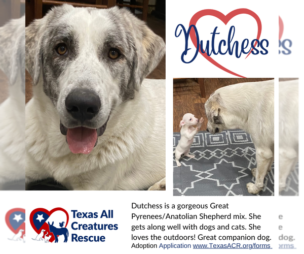 Medium Photo #2 Anatolian Shepherd-Great Pyrenees Mix Puppy For Sale in Lillian, TX, USA