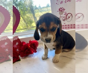 Beagle Puppy for sale in NACOGDOCHES, TX, USA