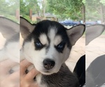 Small Photo #1 Siberian Husky Puppy For Sale in AMARILLO, TX, USA