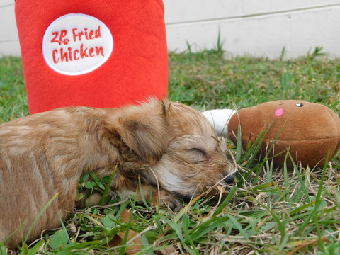 Medium Photo #30 Morkie Puppy For Sale in ORLANDO, FL, USA