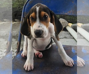Coonhound-Unknown Mix Dogs for adoption in Tracy City, TN, USA