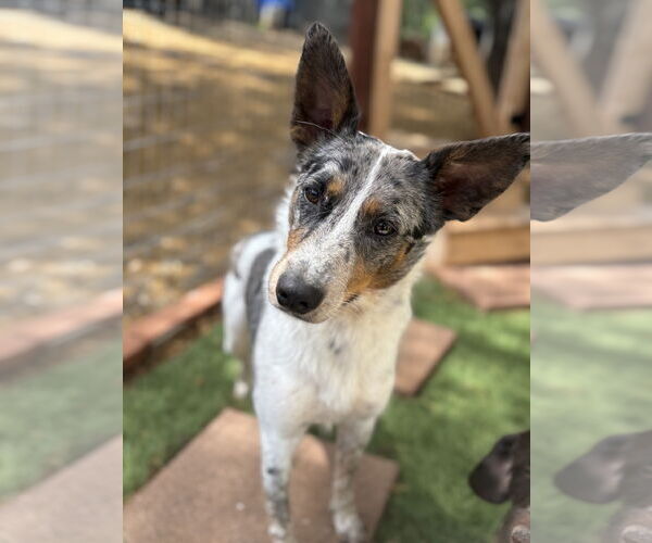 Medium Photo #6 Australian Shepherd-Unknown Mix Puppy For Sale in Milpitas, CA, USA