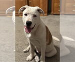 Small #3 Labrador Retriever Mix