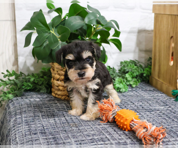Medium Photo #2 Schnauzer (Miniature) Puppy For Sale in SYRACUSE, IN, USA