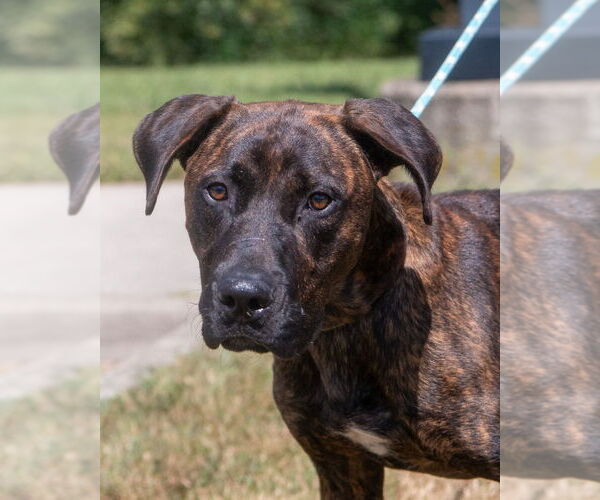 Medium Photo #2 Mutt Puppy For Sale in Glen Allen, VA, USA