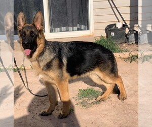 German Shepherd Dog Puppy for Sale in CEDAR CITY, Utah USA