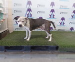 *THOR - Male Mutt Dog for Adoption - Small photo