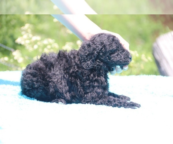 Medium Photo #6 Poodle (Standard) Puppy For Sale in UNION CITY, TN, USA