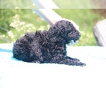 Small Photo #6 Poodle (Standard) Puppy For Sale in UNION CITY, TN, USA