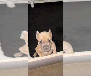 American Bully Puppy for sale in HENRICO, VA, USA