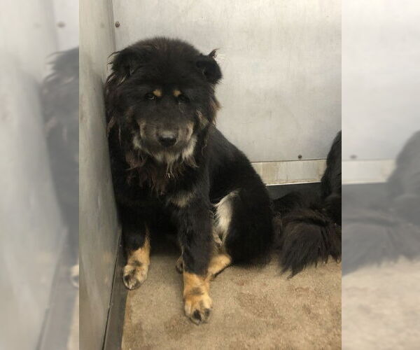 Medium Photo #1 Chow Chow Puppy For Sale in San Bernardino, CA, USA