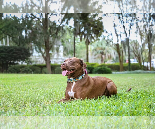 Medium Photo #9 Mutt Puppy For Sale in  Gainesville, FL, USA