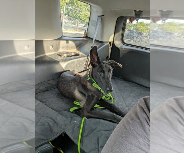 Medium Photo #1 Mutt Puppy For Sale in Imlay City, MI, USA