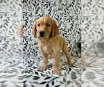 Small #5 Golden Retriever