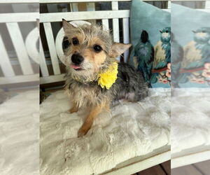 Mutt Dogs for adoption in Oak Bluffs, MA, USA
