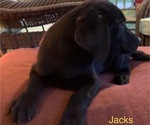 Small Photo #11 Labrador Retriever Puppy For Sale in SPOTSYLVANIA, VA, USA