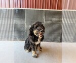 Small Photo #1 Miniature Bernedoodle Puppy For Sale in DENVER, PA, USA