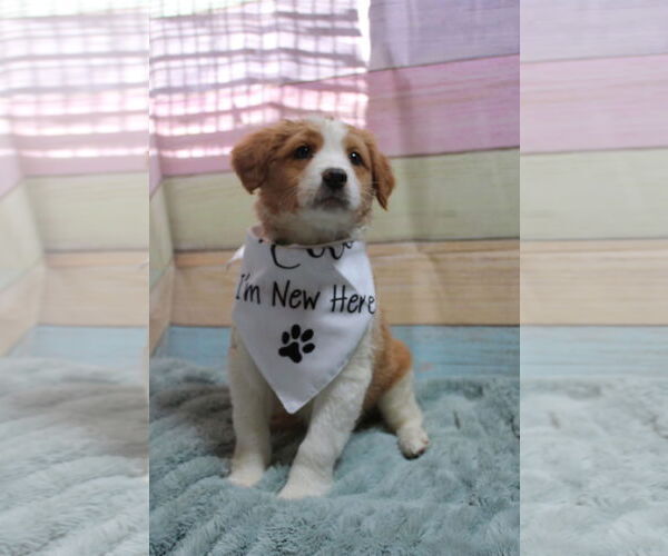 Medium Photo #5 Mountain Cur-Unknown Mix Puppy For Sale in New London, WI, USA