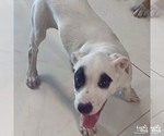 Small #1 Labrador Retriever-Retriever  Mix