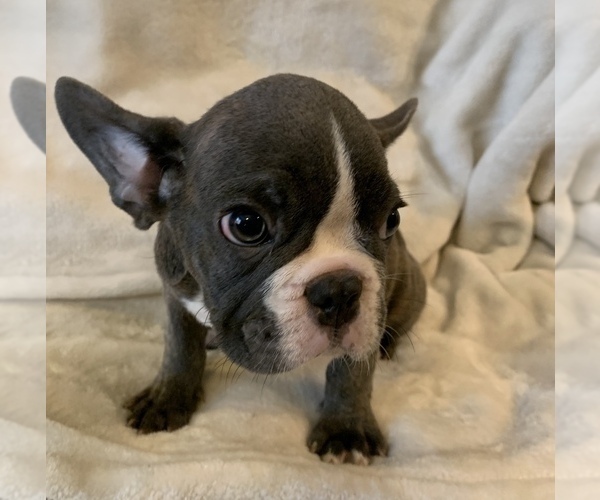 Medium Photo #10 French Bulldog Puppy For Sale in JOHNS ISLAND, SC, USA