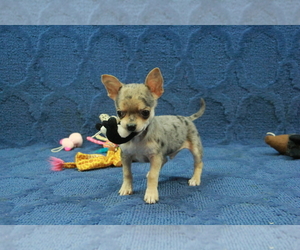 Chihuahua Puppy for sale in HICKORY, NC, USA