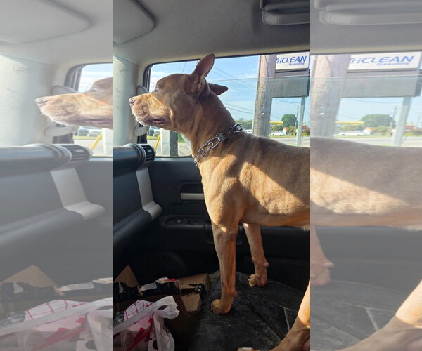 Medium Photo #5 American Pit Bull Terrier Puppy For Sale in Holly Springs, NC, USA